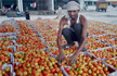 Tomatoes at Rs 300 per kg, but Pakistan won’t import from India
